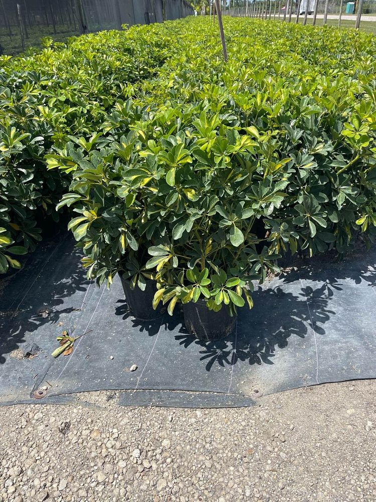 schefflera-arboricola-gold-capella-umbrella-tree