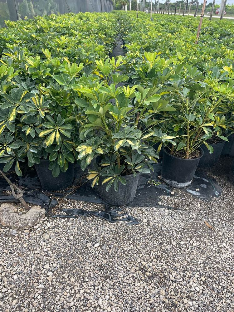 schefflera-arboricola-gold-capella-umbrella-tree