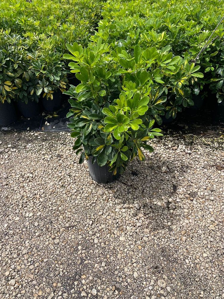 schefflera-arboricola-gold-capella-umbrella-tree