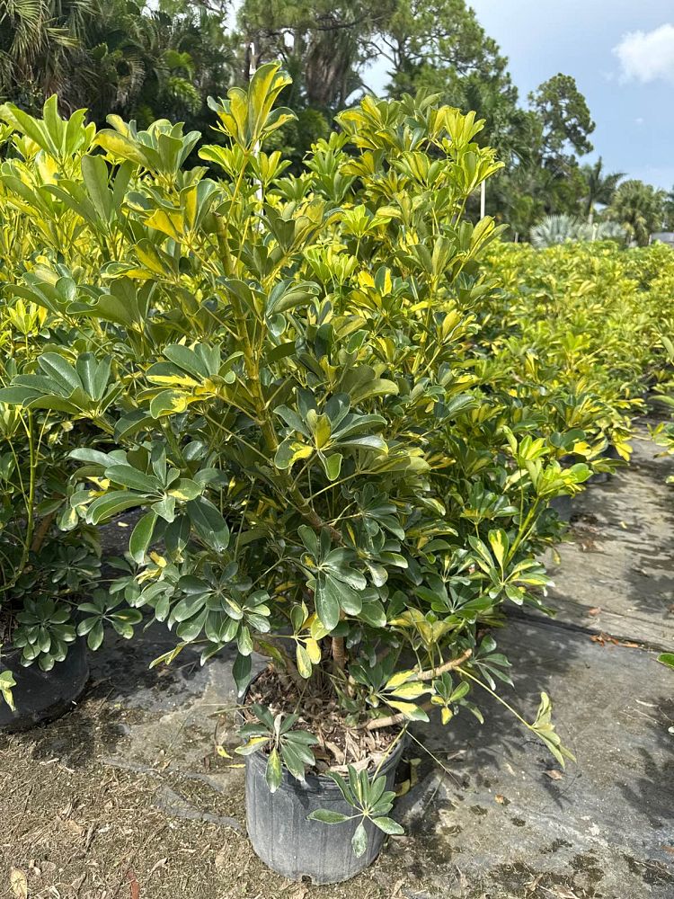 schefflera-arboricola-gold-capella-umbrella-tree
