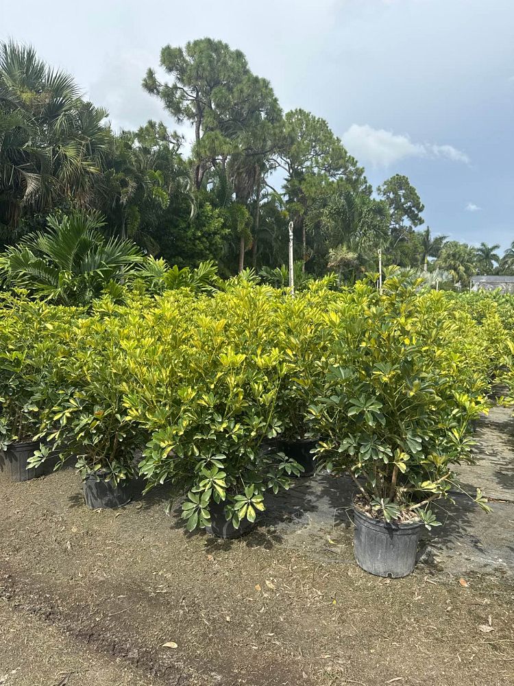 schefflera-arboricola-gold-capella-umbrella-tree