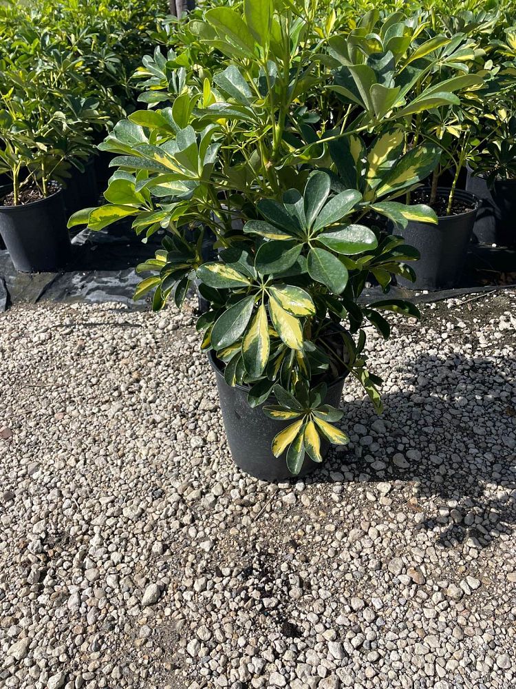 schefflera-arboricola-gold-capella-umbrella-tree