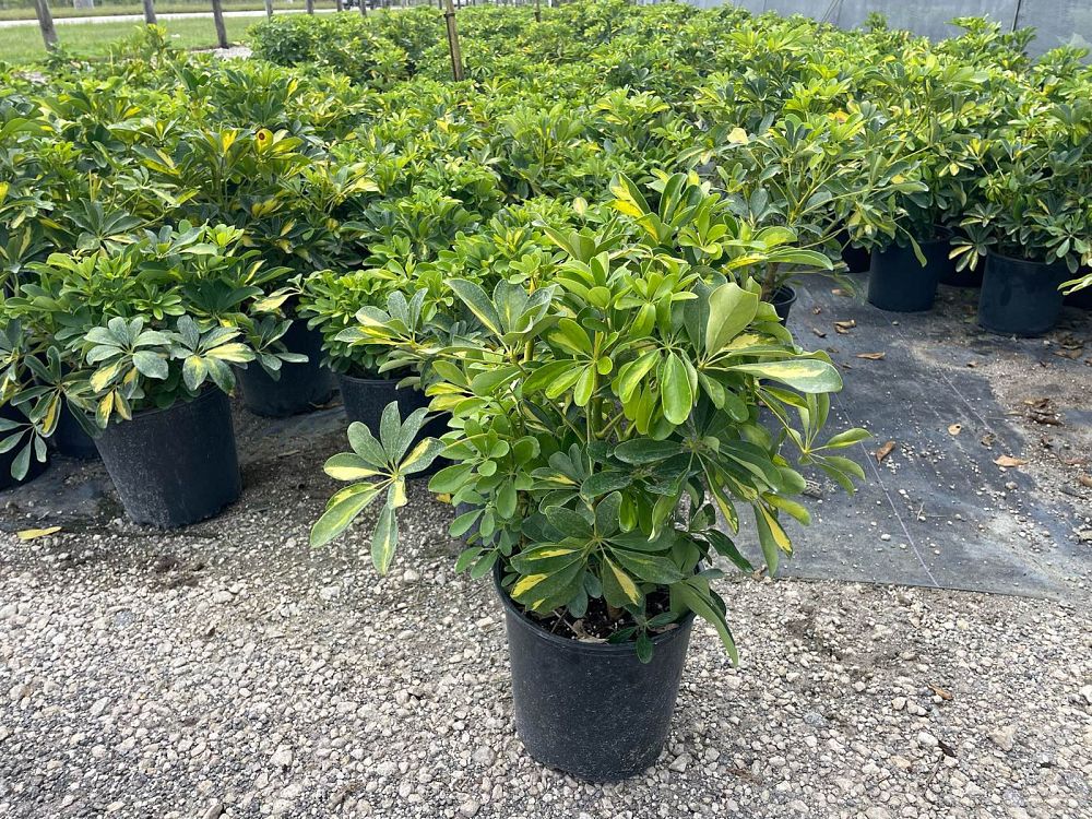 schefflera-arboricola-gold-capella-umbrella-tree
