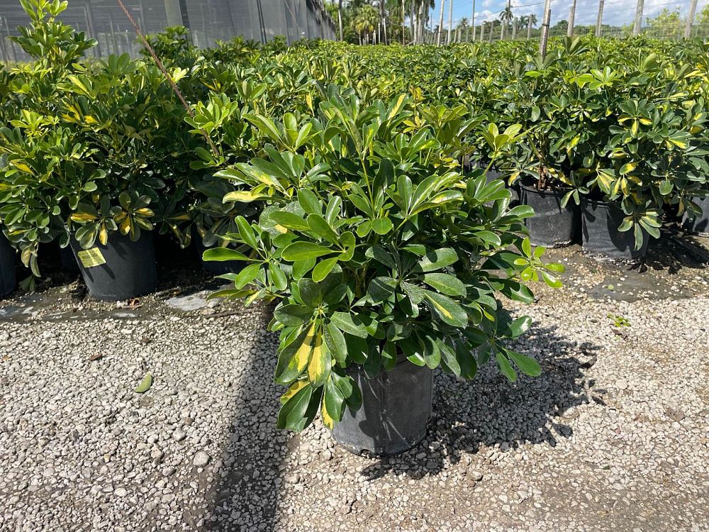 schefflera-arboricola-gold-capella-umbrella-tree