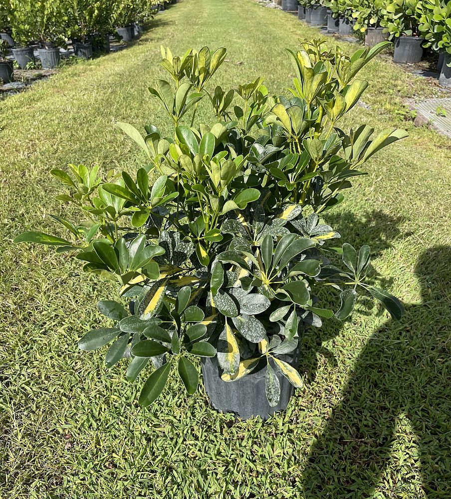 schefflera-arboricola-gold-capella-umbrella-tree