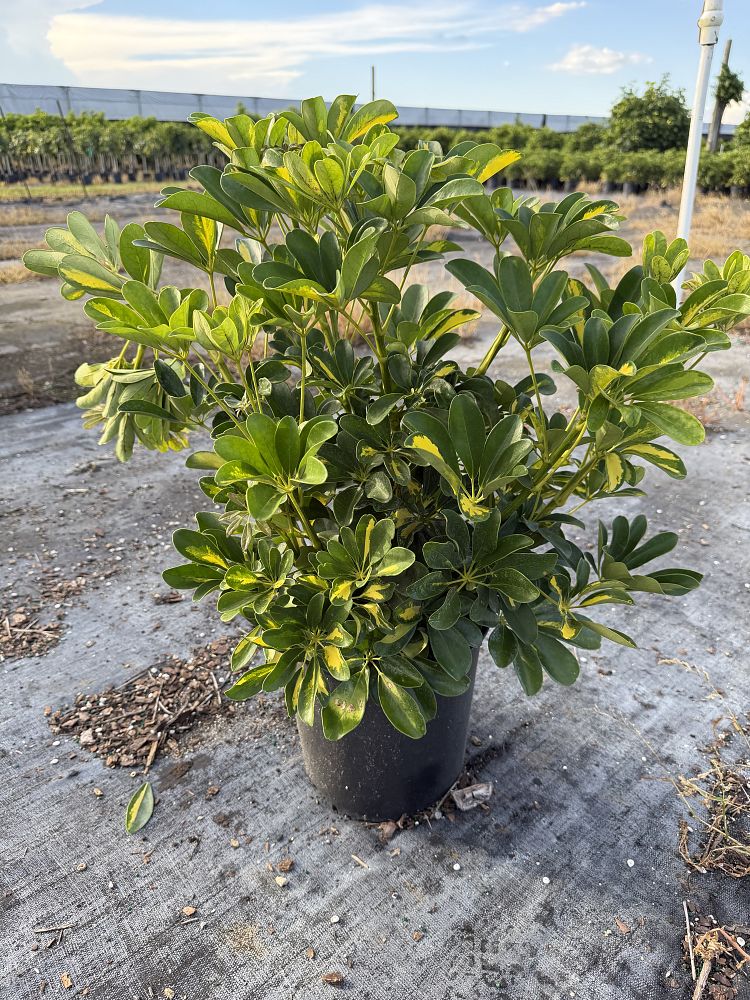 schefflera-arboricola-gold-capella-umbrella-tree