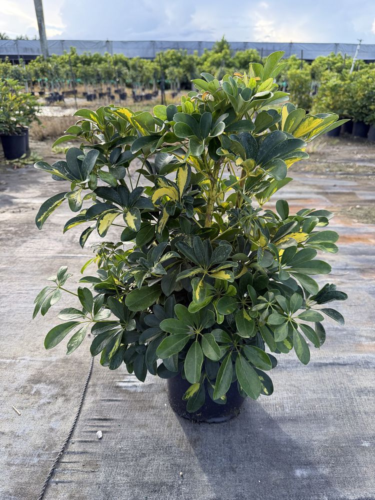schefflera-arboricola-gold-capella-umbrella-tree