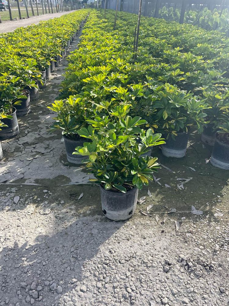schefflera-arboricola-gold-capella-umbrella-tree