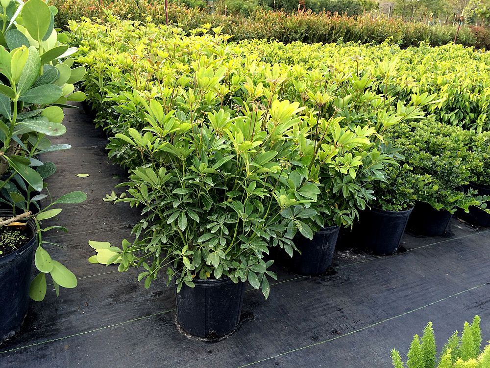 schefflera-arboricola-green-umbrella-tree