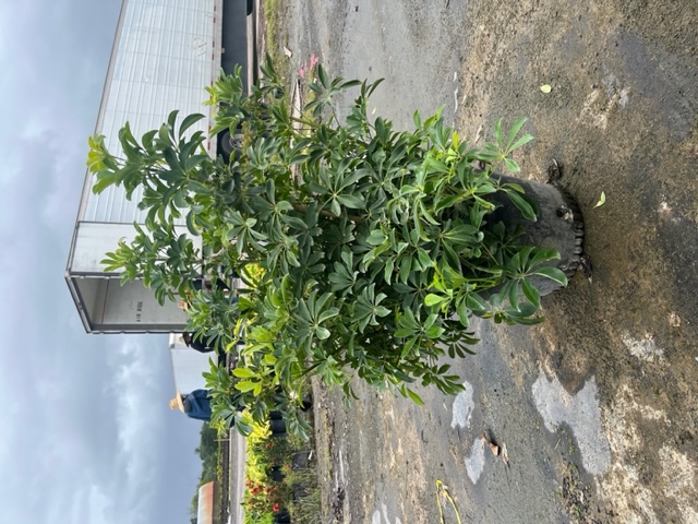 schefflera-arboricola-green-umbrella-tree