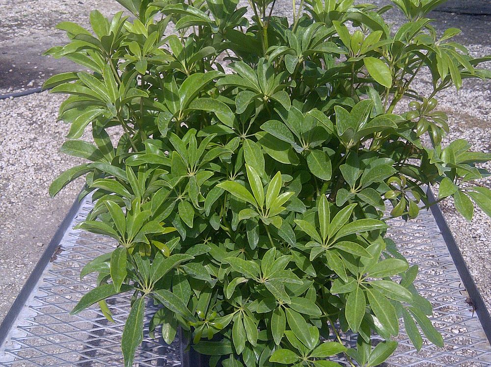 schefflera-arboricola-green-umbrella-tree