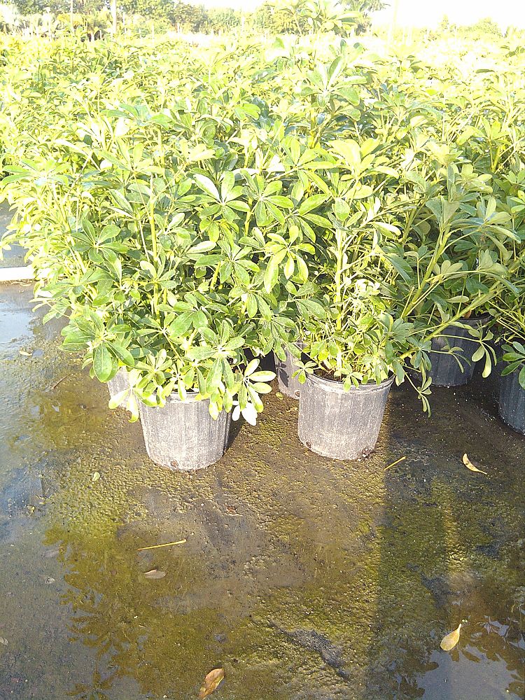 schefflera-arboricola-green-umbrella-tree