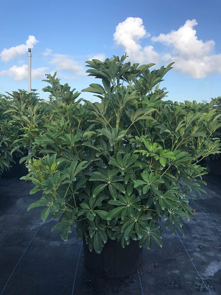 schefflera-arboricola-green-umbrella-tree