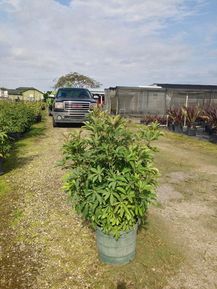 schefflera-arboricola-green-umbrella-tree