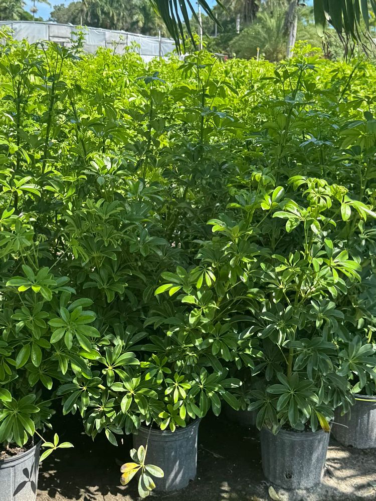 schefflera-arboricola-green-umbrella-tree