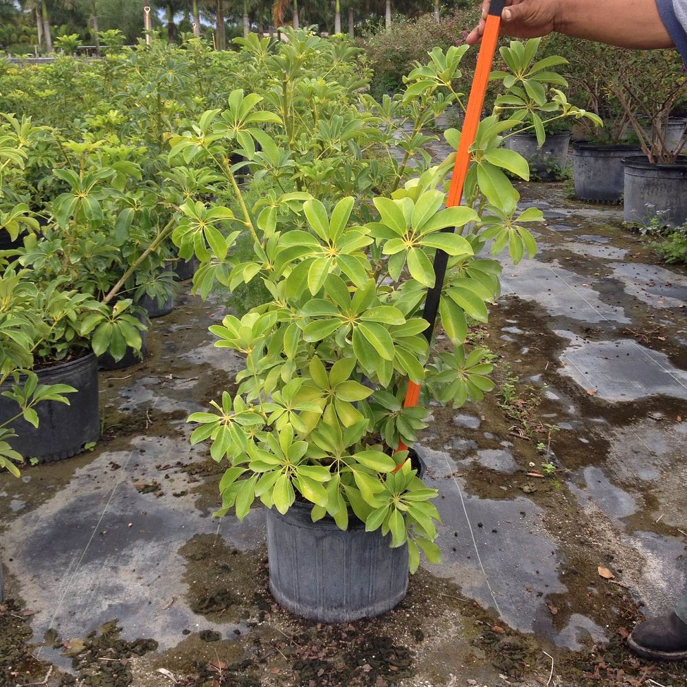 schefflera-arboricola-green-umbrella-tree