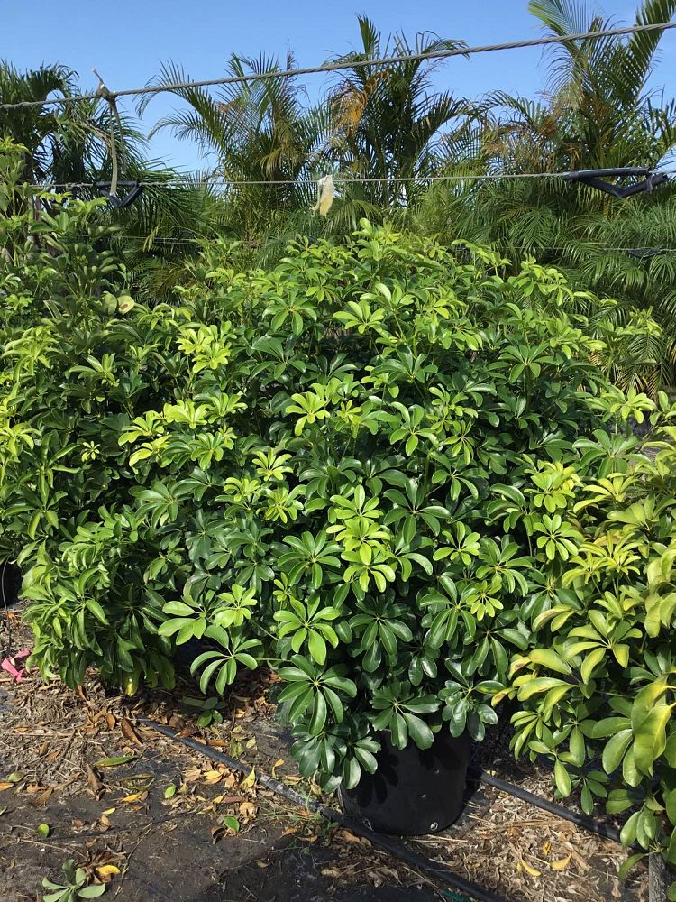 schefflera-arboricola-green-umbrella-tree