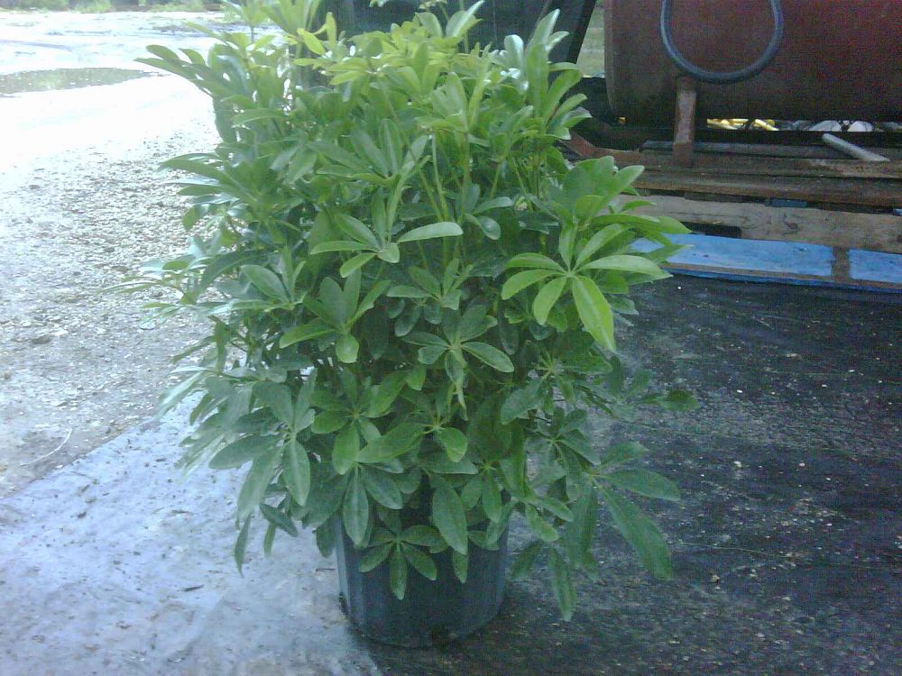 schefflera-arboricola-green-umbrella-tree