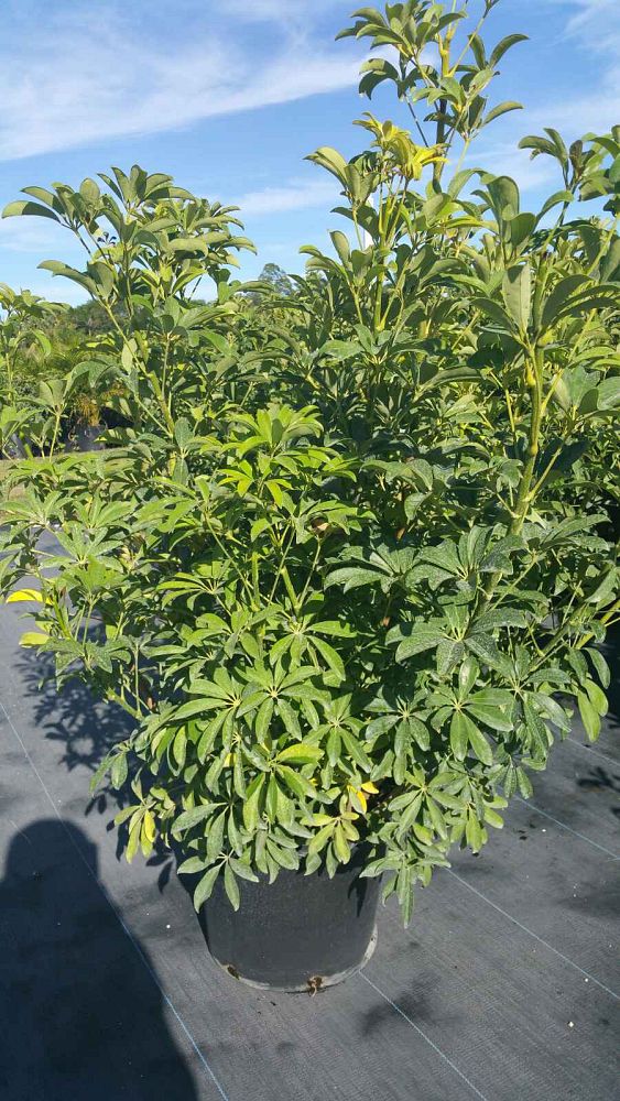 schefflera-arboricola-green-umbrella-tree