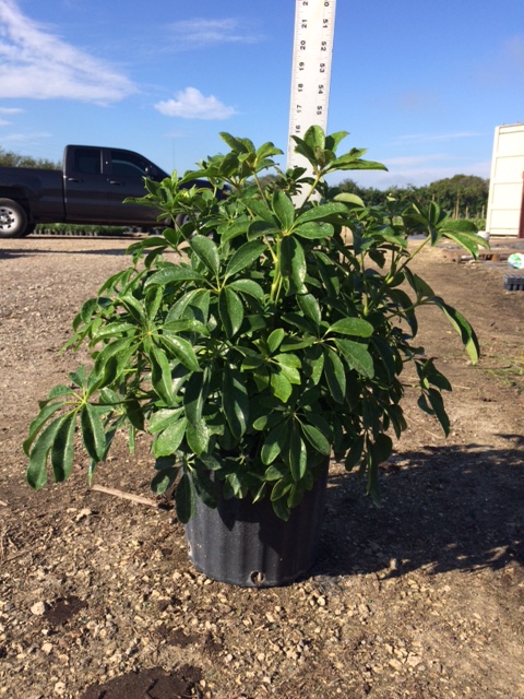 schefflera-arboricola-green-umbrella-tree