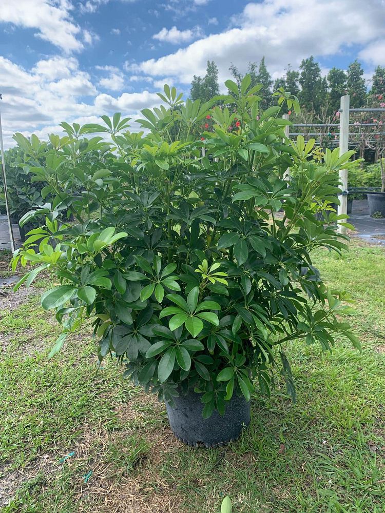 schefflera-arboricola-green-umbrella-tree