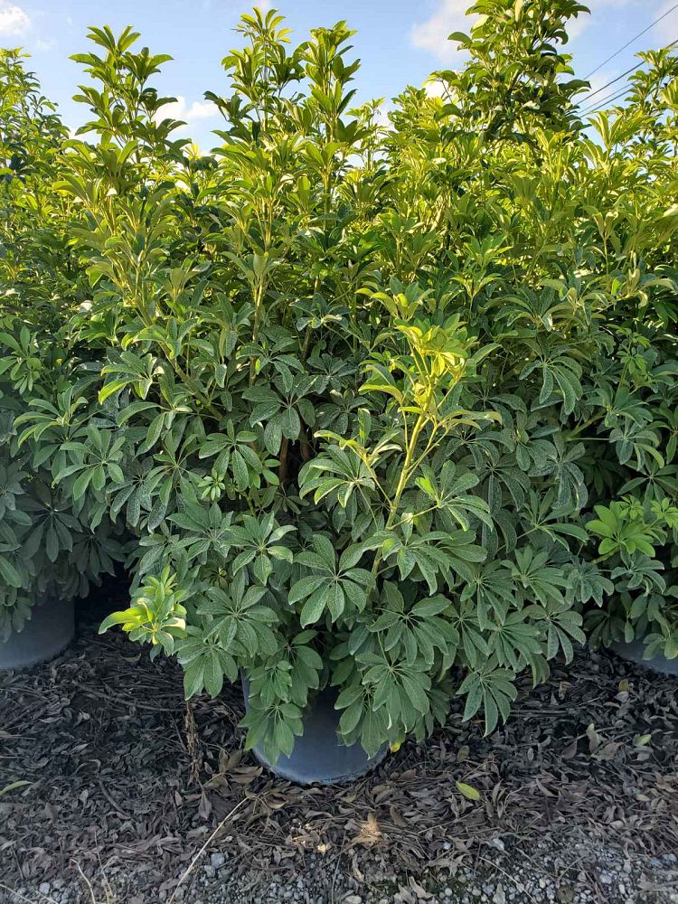 schefflera-arboricola-green-umbrella-tree