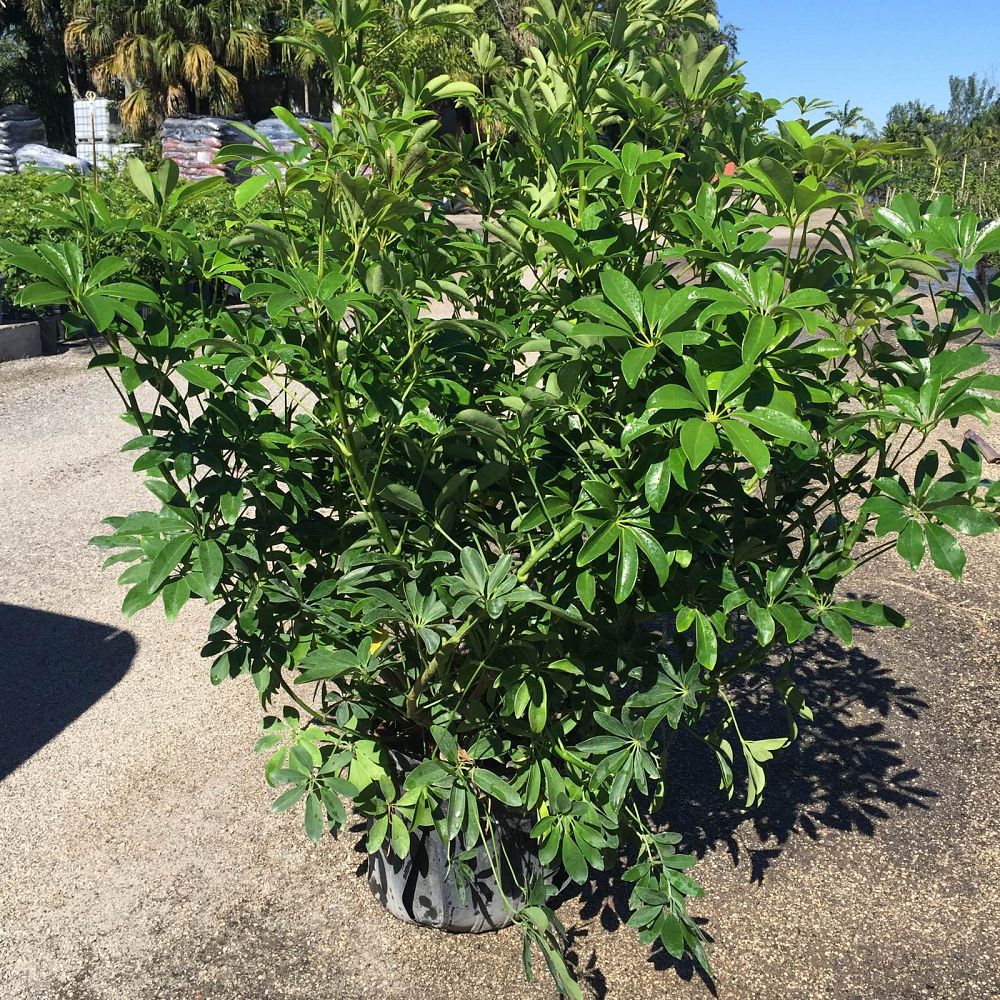 schefflera-arboricola-green-umbrella-tree