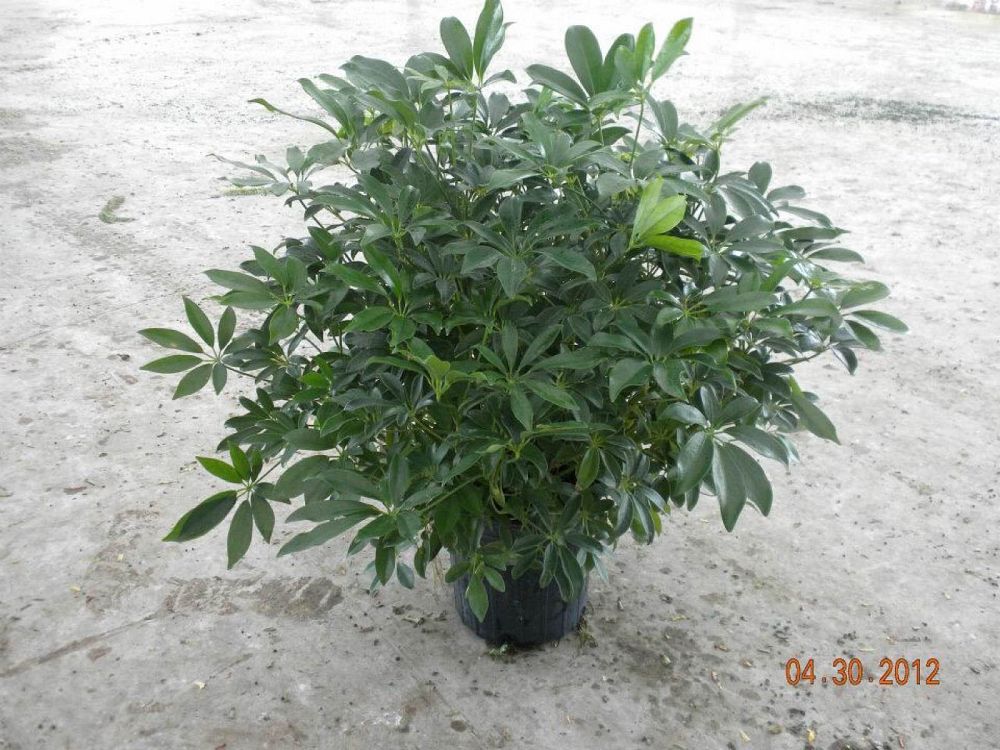 schefflera-arboricola-green-umbrella-tree