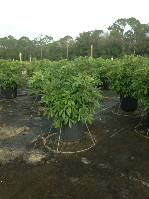 schefflera-arboricola-green-umbrella-tree