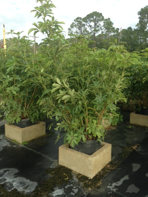 schefflera-arboricola-green-umbrella-tree