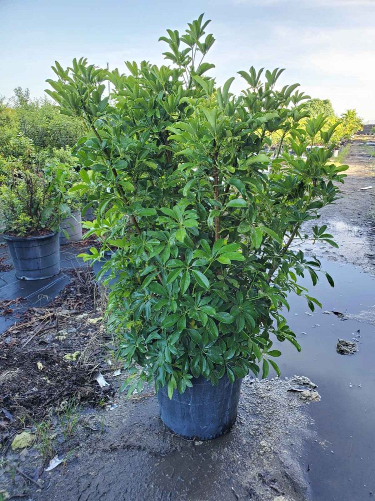 schefflera-arboricola-green-umbrella-tree