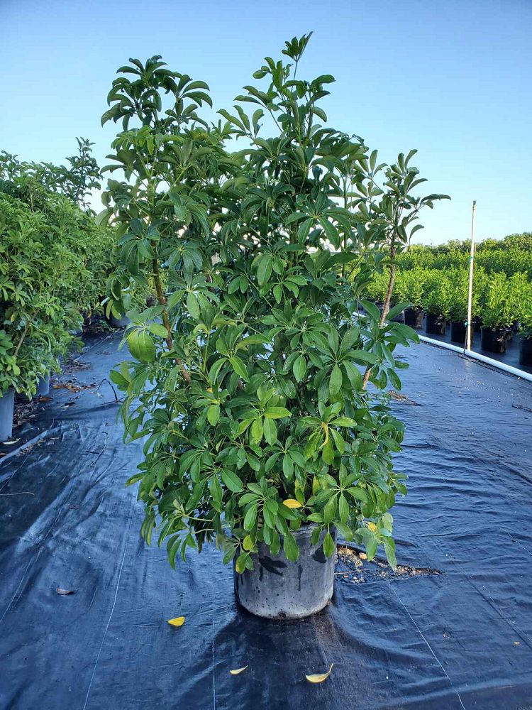 schefflera-arboricola-green-umbrella-tree