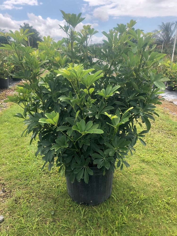 schefflera-arboricola-green-umbrella-tree