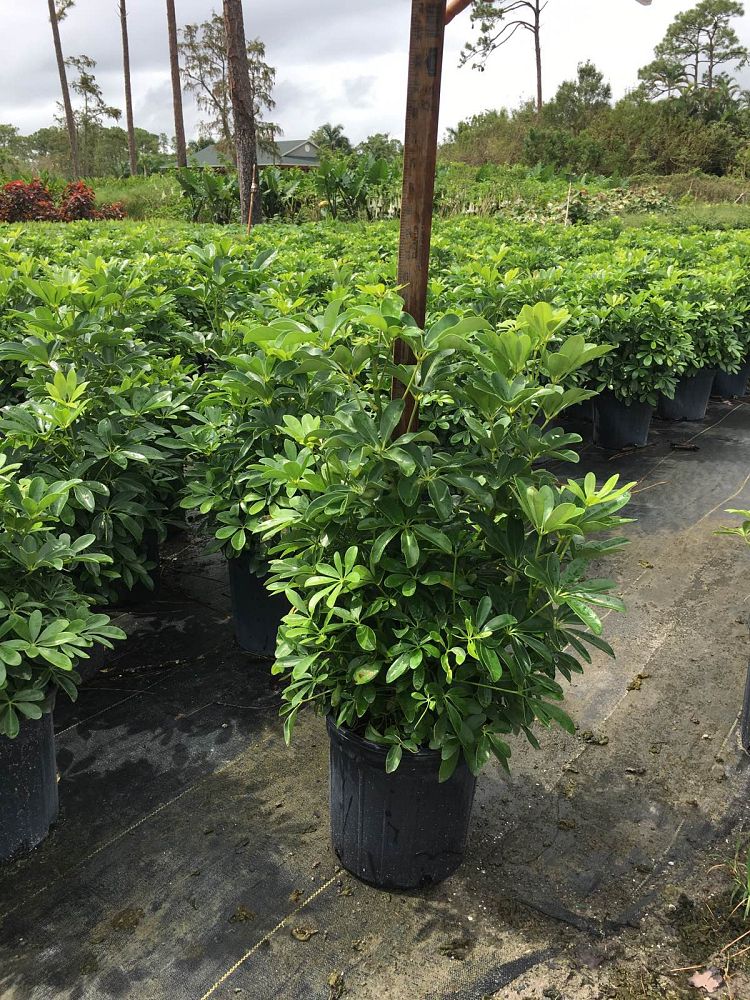 schefflera-arboricola-green-umbrella-tree