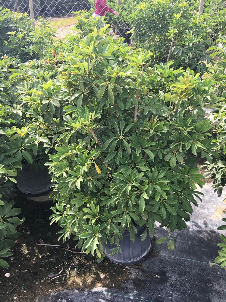 schefflera-arboricola-green-umbrella-tree