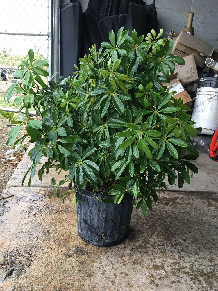 schefflera-arboricola-green-umbrella-tree