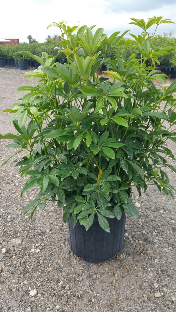 schefflera-arboricola-green-umbrella-tree