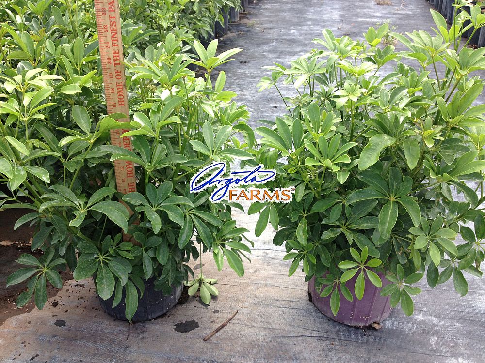 schefflera-arboricola-green-umbrella-tree