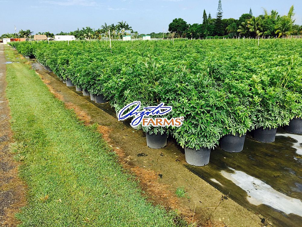 schefflera-arboricola-green-umbrella-tree