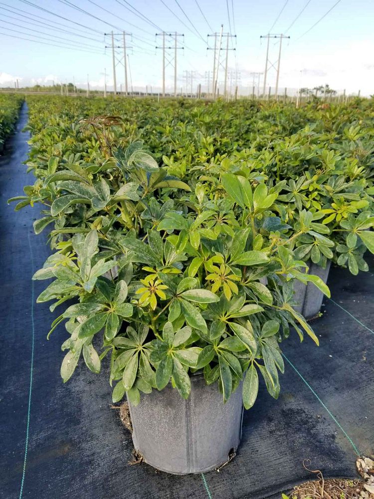 schefflera-arboricola-green-umbrella-tree