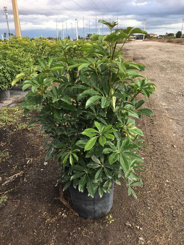 schefflera-arboricola-green-umbrella-tree