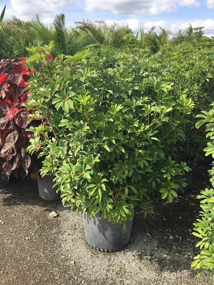 schefflera-arboricola-green-umbrella-tree