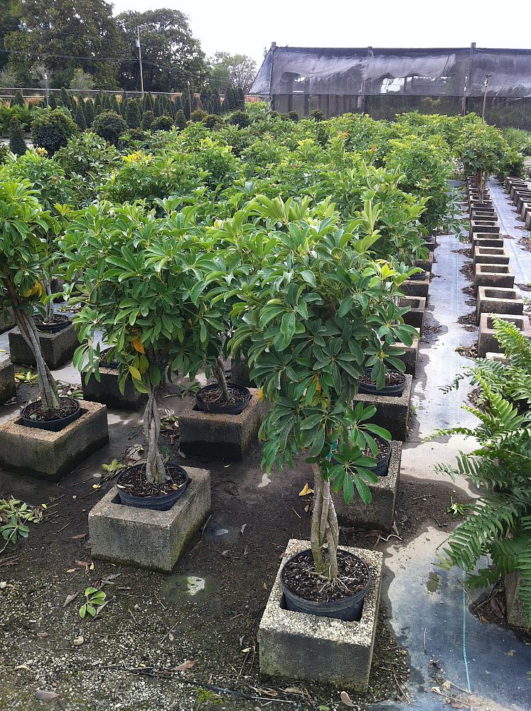 schefflera-arboricola-green-umbrella-tree