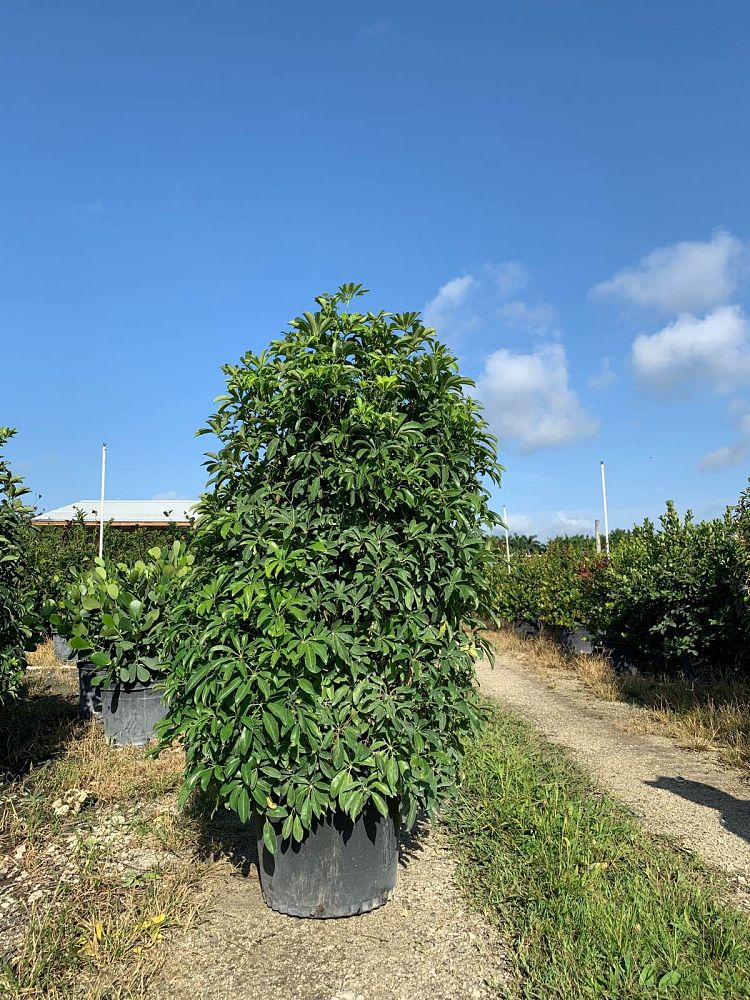 schefflera-arboricola-green-umbrella-tree