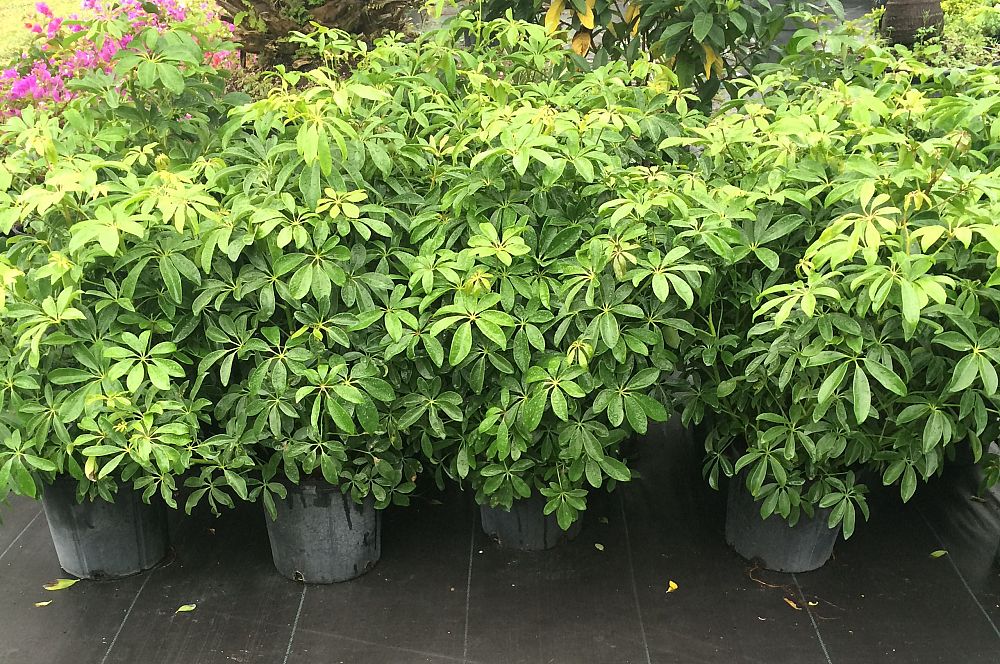 schefflera-arboricola-green-umbrella-tree
