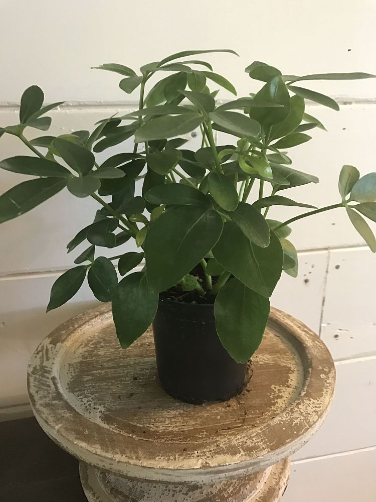 schefflera-arboricola-green-umbrella-tree