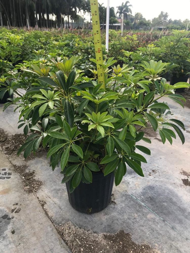 schefflera-arboricola-green-umbrella-tree