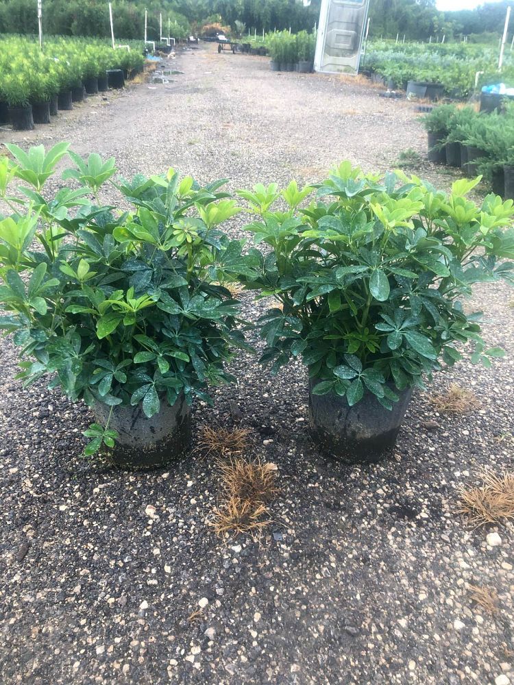 schefflera-arboricola-green-umbrella-tree