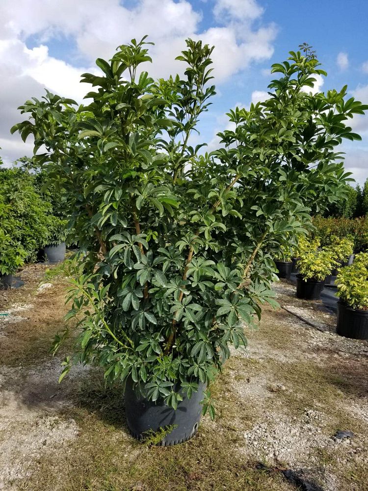 schefflera-arboricola-green-umbrella-tree