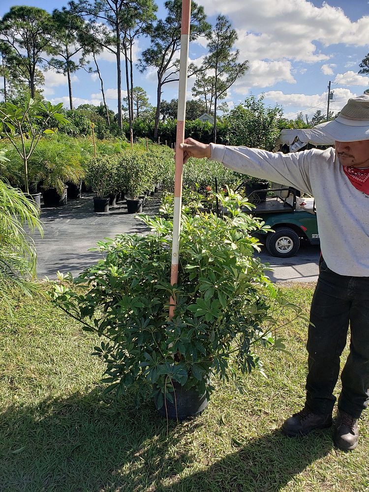 schefflera-arboricola-green-umbrella-tree